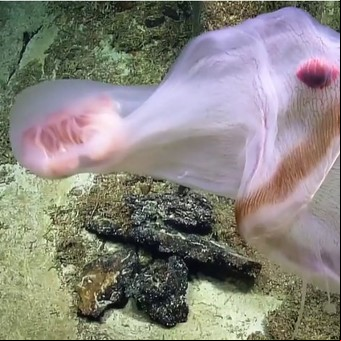 La extraña criatura que cambia de forma en el Océano Pacífico