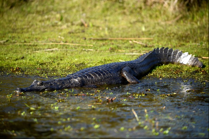 Un yacaré descansa al sol en los Esteros del Iberá. Fotos: Emmanuel Fernández