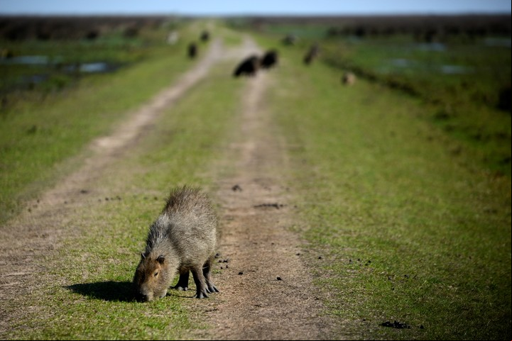 La naturaleza a pleno, en los esteros del Iberá. Fotos: Emmanuel Fernández