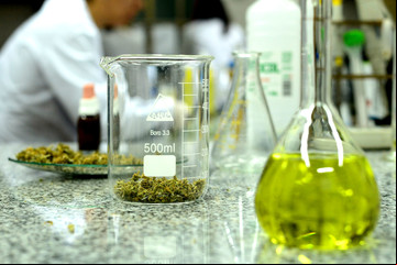 Aceite de cannabis: beneficios y contraindicaciones