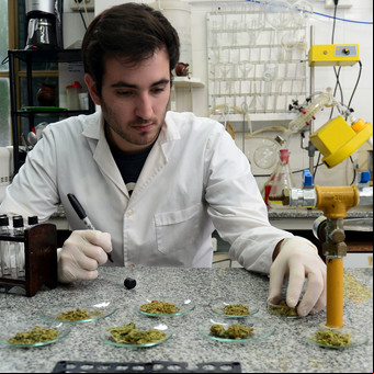 ¿Qué contiene el cannabis medicinal? Cada vez más pacientes mandan sus frascos a analizar a laboratorios universitarios
