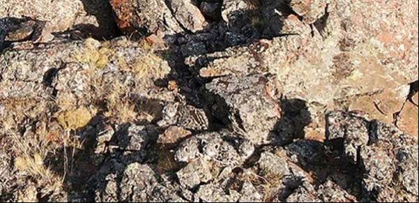Una familia de leopardos de las nieves se camufla en las montañas: ¿los podés encontrar?