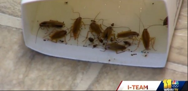 Vivía en un departamento infestado de cucarachas y no le permitían mudarse: "Una pesadilla"