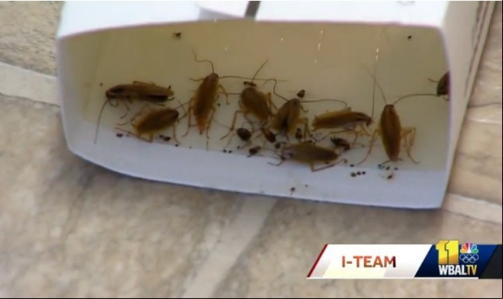 Cómo prevenir la aparición de cucarachas en tu hogar. Las cucarachas se alimentan de desperdicios y se meten en la basura. (Captura de video).