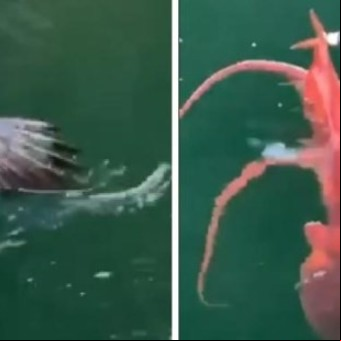 El video naturalista del año: un pulpo gigante atrapó a una poderosa águila