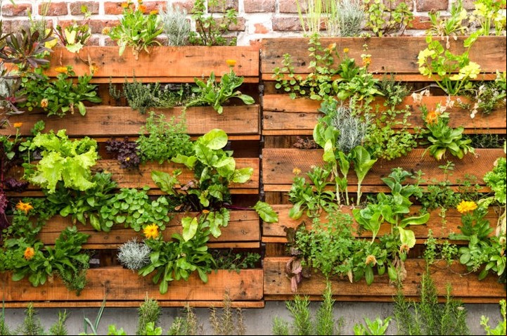 Este es otro sistema de huerta en pared pero a partir de "estantes" de madera.