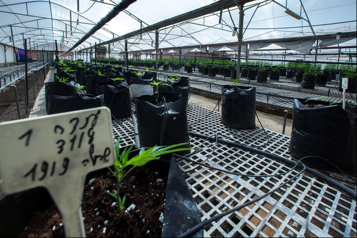 Un laboratorio de aceite de cannabis en Israel, con tecnología e investigaciones.