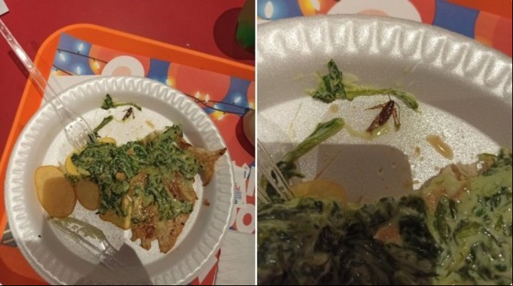 Cómo prevenir la aparición de cucarachas en tu hogar. Suelen habitar en platos y copas sin lavar, con restos de comidas.