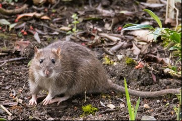 Lo que faltaba, después del coronavirus China tiene el primer muerto por hantavirus