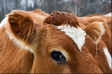 Nuestro cruel trato hacia los animales condujo al coronavirus