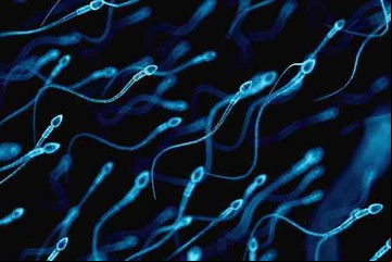 Descubren qué sucede cuando un espermatozoide se encuentra con el óvulo 