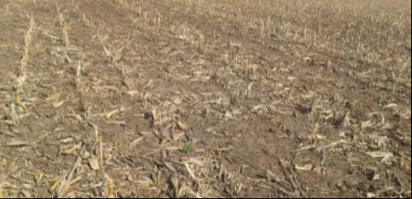 La sequía amenaza con pérdidas y la soja tiene bajo poder germinativo