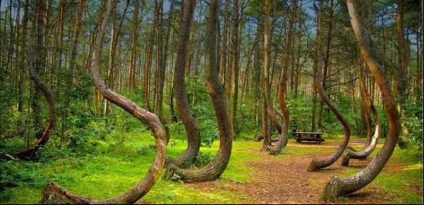 Hoia Baciu, el misterioso lugar donde hay ovnis, desapariciones y fantasmas