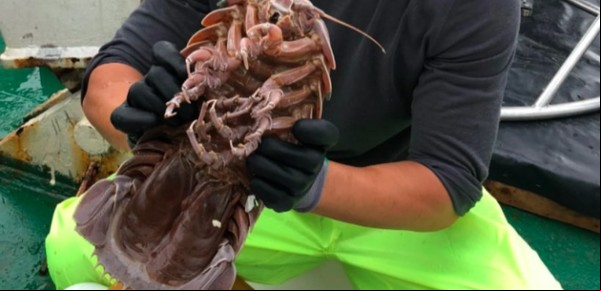 Hallaron en las profundidades del océano una "cucaracha marina" gigante