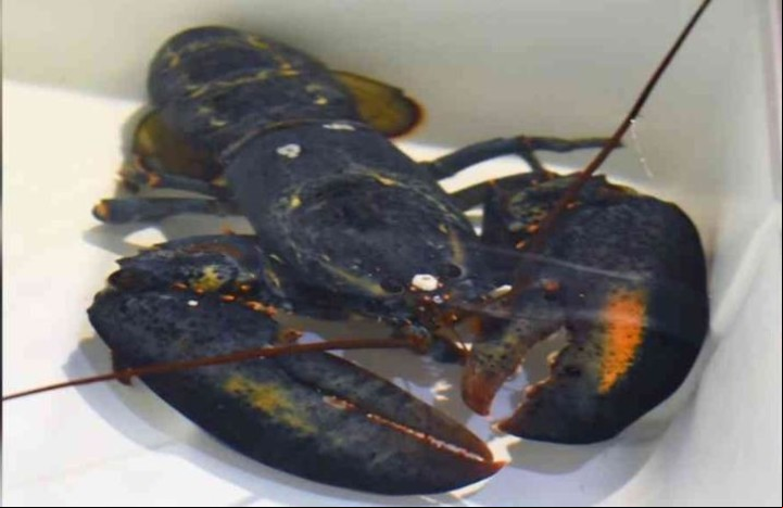 Los empleados del Red Lobster separaron a la extraña langosta azul que hallaron.