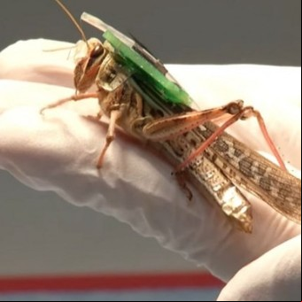 Una increíble y sofisticada arma: el saltamontes cyborg que detecta bombas