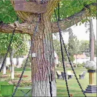 La historia del árbol que fue arrestado y lleva 125 años preso y encadenado
