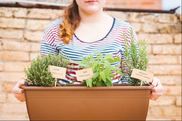 Hierbas aromáticas de todo el año (¡casi todas!), como romero, ciboulette, tomillo, menta son buena opción para esta época. Foto: Shutterstock.
