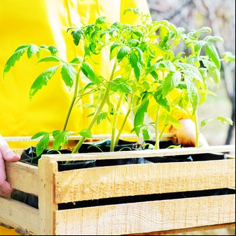 Huerta en cajones de madera: paso a paso para armarla en casa