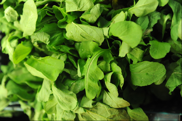 La rúcula es un cultivo recomendable para principiantes. Foto Guillermo Rodriguez Adami.