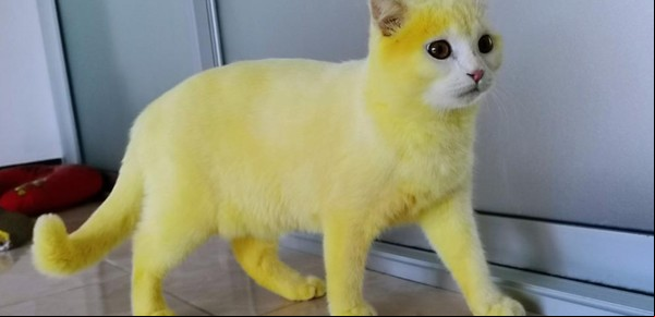 Quiso curar a su gato de una infección y terminó convirtiéndolo en Pikachu