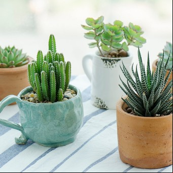 Alejá las malas energías: estos son los lugares donde tenés que colocar los cactus en tu casa según el Feng Shui 