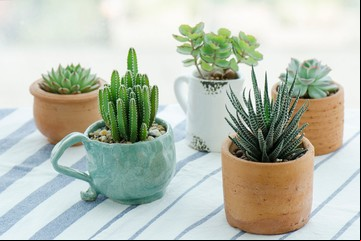 Alejá las malas energías: estos son los lugares donde tenés que colocar los cactus en tu casa según el Feng Shui 