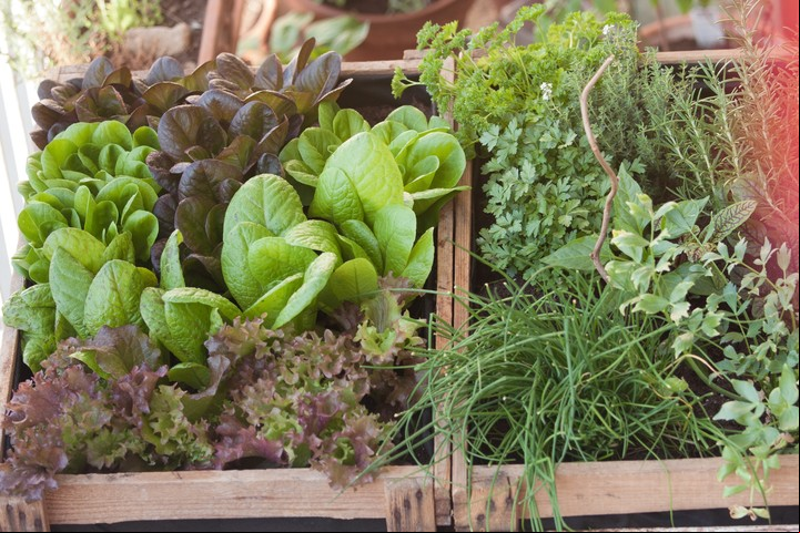 Las ensaladas de corte (como, por ejemplo, espinaca y lechugas) también son ideales para arrancar. Foto: Shutterstock.