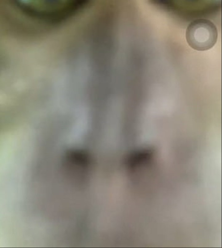 La mayoría de las imágenes son granulosas, borrosas o desenfocadas, pero el monito se divirtió con sus selfies (Facebook).