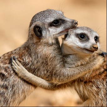 Dato inesperado: las suricatas son los animales más letales del planeta