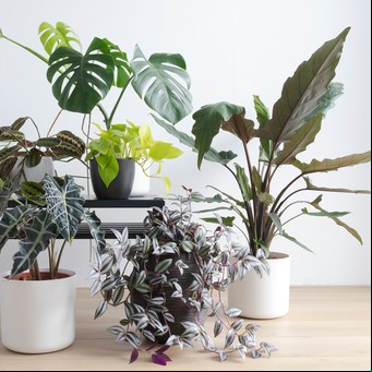 Cuáles son las mejores plantas para colocar en el interior de tu hogar
