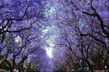 Para algunos puede salvar el planeta y para otros destruirlo: el árbol que provoca polémicas
