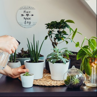 Las 5 mejores plantas para pasillos sin luz: crecen en la sombra y purifican el aire