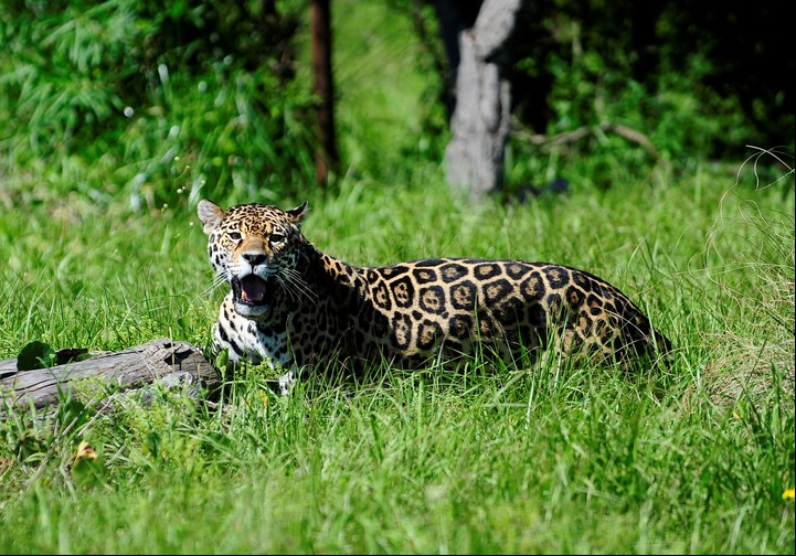 El yaguareté, una especie extinta que está siendo reintroducida en los Esteros del Iberá. Foto: Fernando de la Orden