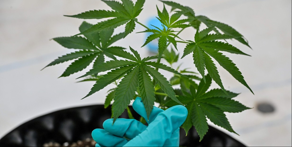 Cannabis medicinal: el Gobierno puso más requisitos 