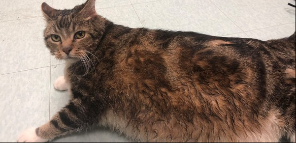La gata que engordó 10 kilos y sus dueños ya no la quisieron más: "Fue abandonada por obesa"