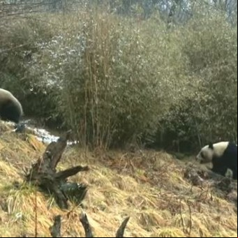 Video: por primera vez logran filmar el salvaje y coqueto cortejo sexual de dos osos panda apareándose en libertad