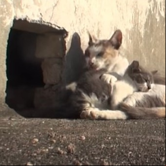 Un video conmovedor muestra el amor de una gata por su cachorro discapacitado