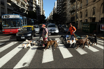 Multas muy duras y un registro de mascotas: cómo serán las nuevas leyes para proteger a los animales en la Ciudad