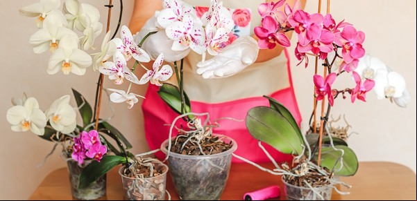Cómo prolongar la floración de tus plantas favoritas