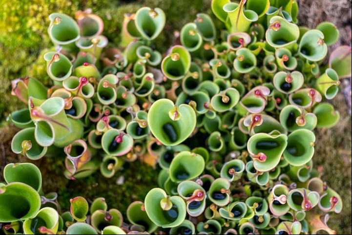Las especies más comunes de plantas carnívoras consumen insectos de diferentes tipos. Foto: ilustración Shutterstock.