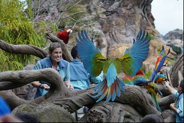 La Magia de Animal Kingdom se une al estreno de Disney+ en Latinoamérica
