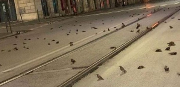 Masacre: las calles de Roma quedaron cubiertas de cientos de pájaros muertos por fuegos artificiales