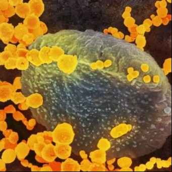 Covid-19: alerta por la rápida expansión de las nuevas variantes del coronavirus
