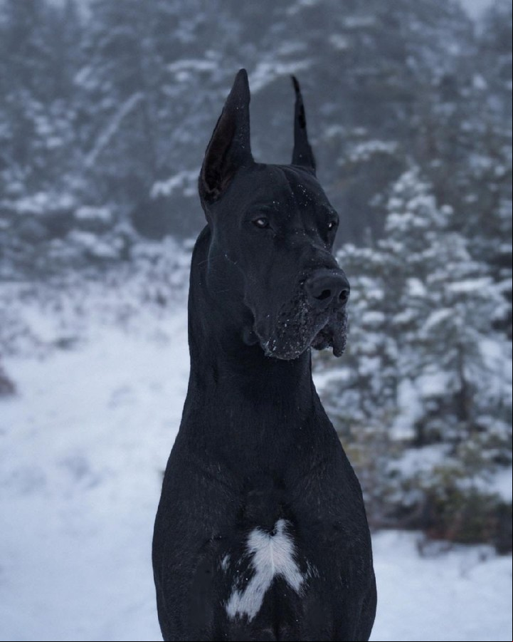 Danny Lemay cuenta que Enzo, cómo "los grandes daneses puede asustarse fácilmente". Pero al mismo tiempo "sabe ser valiente: le gusta imponerse, ladrar muy fuerte y vigilar la casa"(Instagram@Enzo.greatdane)