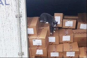 Un gato sobrevivió 20 días dentro de un contenedor comiendo bombones