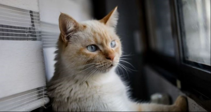 Si un gato respira con la boca abierta, hay que ir urgente al veterinario. Foto: Shutterstack