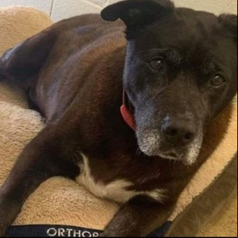 ¡Lo logró!: Wiggles, la perra que fue adoptada tras vivir 11 años en una perrera