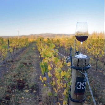 Escapadas con campo y vino: bodegas y viñedos en la provincia de Buenos Aires