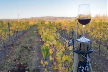 Escapadas con campo y vino: bodegas y viñedos en la provincia de Buenos Aires